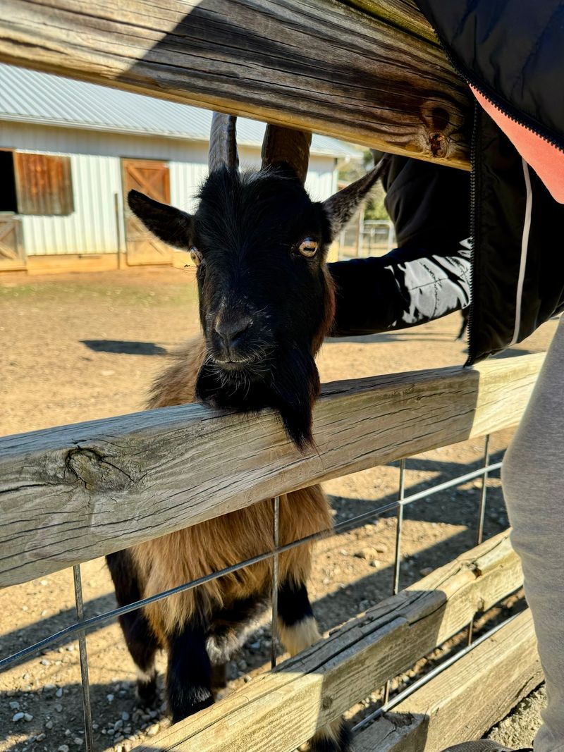 Luray Zoo in Luray, Page County
