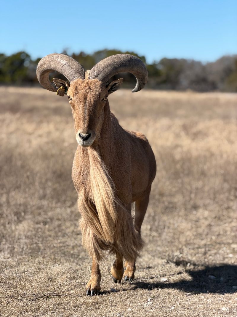 Fossil Rim Wildlife Center, Glen Rose, Somervell County