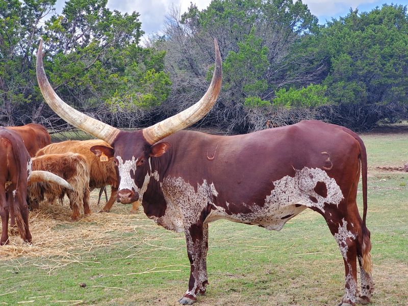 Topsey Exotic Ranch & Drive Thru Safari in Copperas Cove, Coryell County