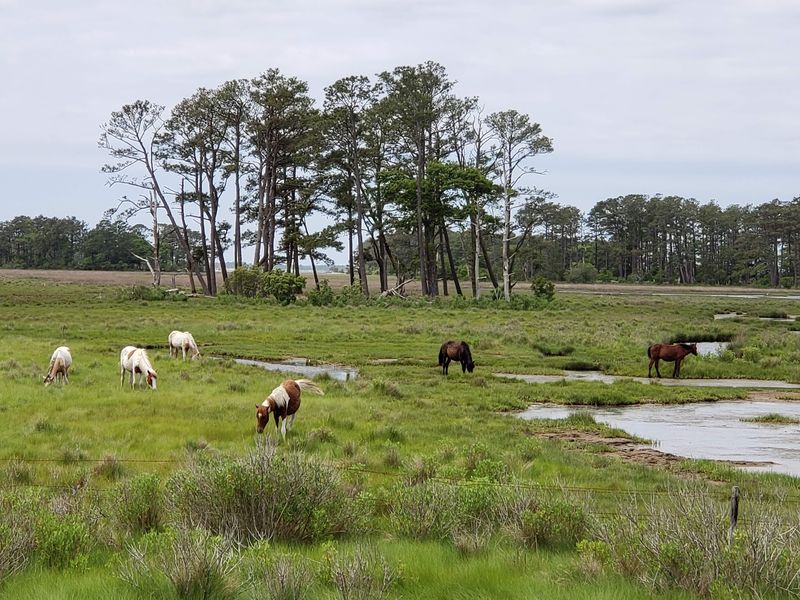 Chincoteague National Wildlife Refuge