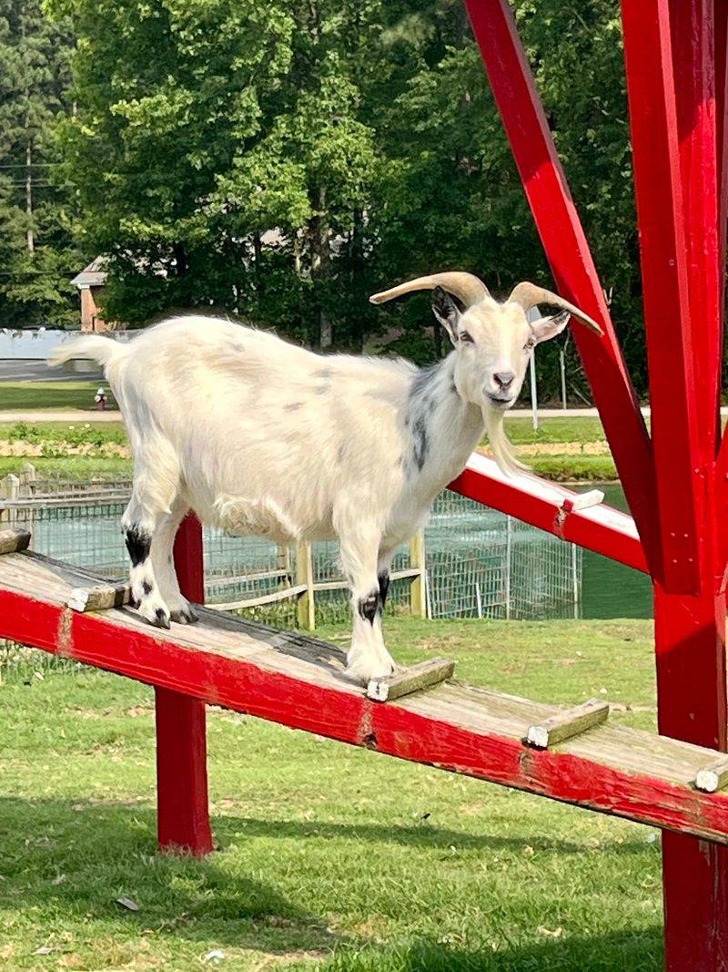 Hill Ridge Farms and Playland in Youngsville, Franklin County,