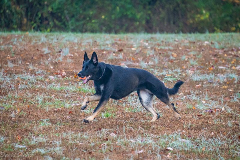 Lums Pond Dog Park, Bear, New Castle County
