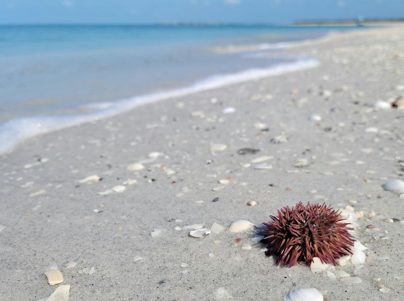 Wildlife Adds Surprise To Every Shelling Walk