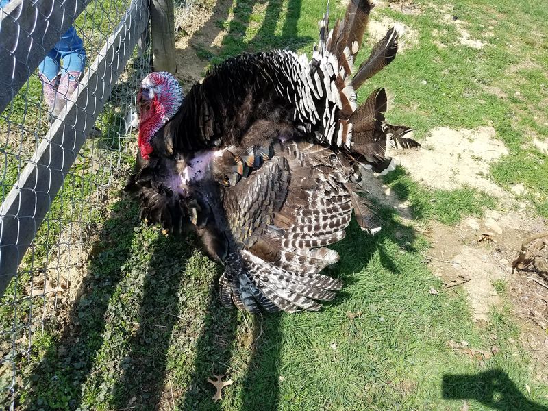Blue Ribbon Farms - Aliquippa