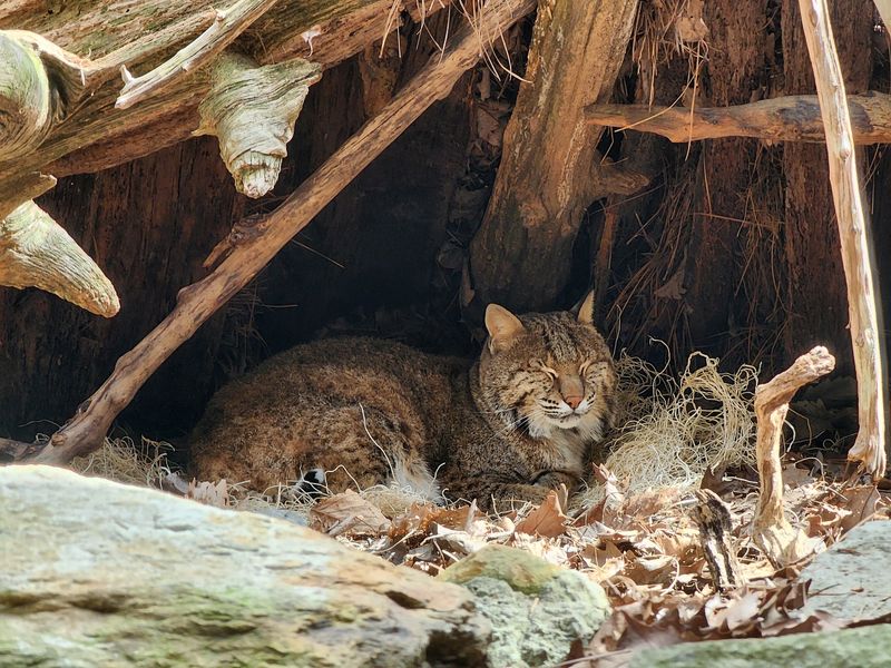 Natural Habitats Make the Animals the Stars