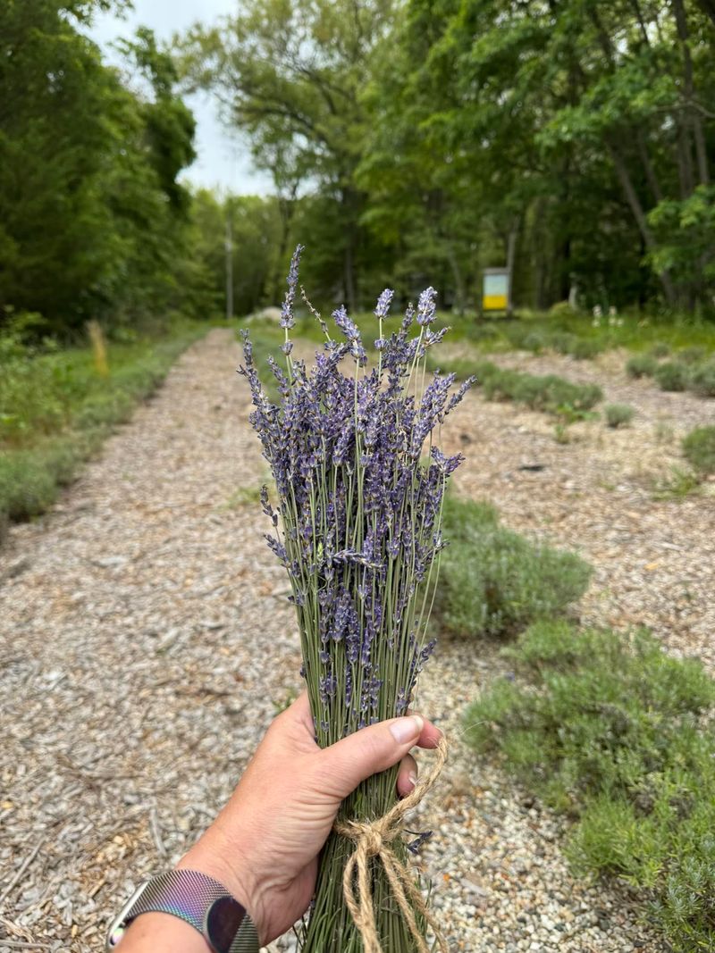 Twin Flame Lavender Farm - Allegan
