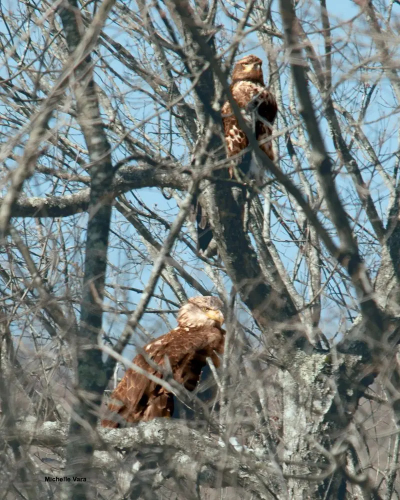 Mine Kill State Park Trails - Schoharie County