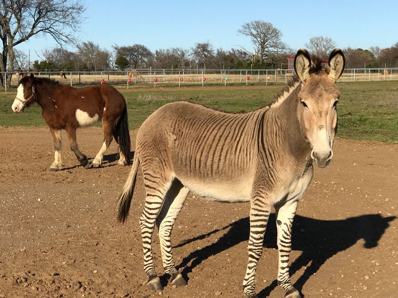 Sharkarosa Wildlife Ranch in Pilot Point, Denton County