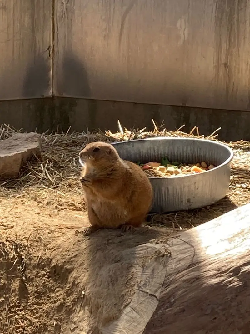 Quiet Animal Time Near Lake Michigan - Lincoln Park Zoo in Manitowoc, Manitowoc County