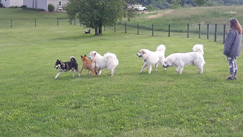 West Manheim Dog Park