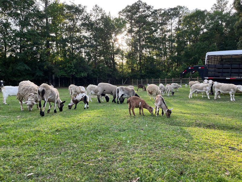 De La Paz Family Farm - Conroe