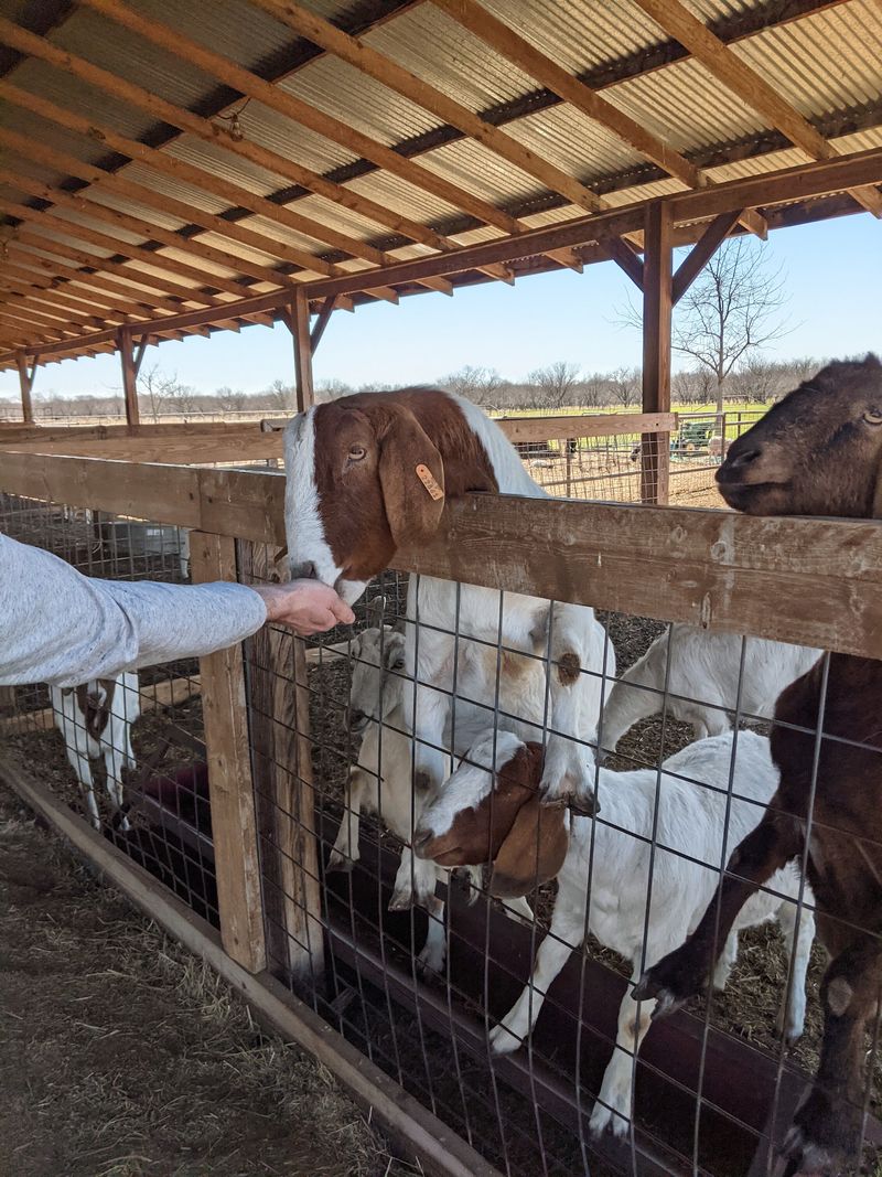 Preston Trail Farms - Gunter