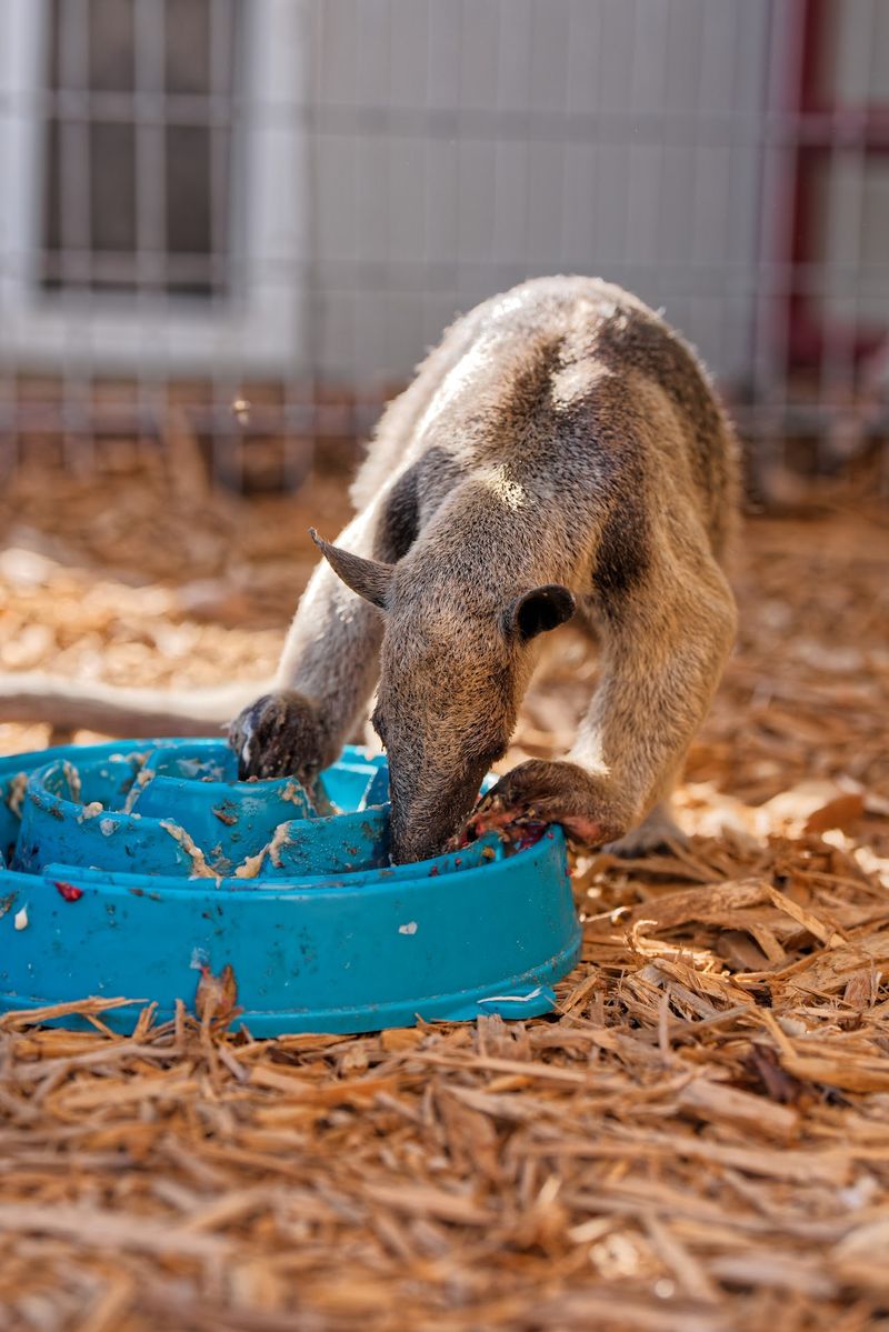 Huddin Homestead Fun Farm - Rockwall