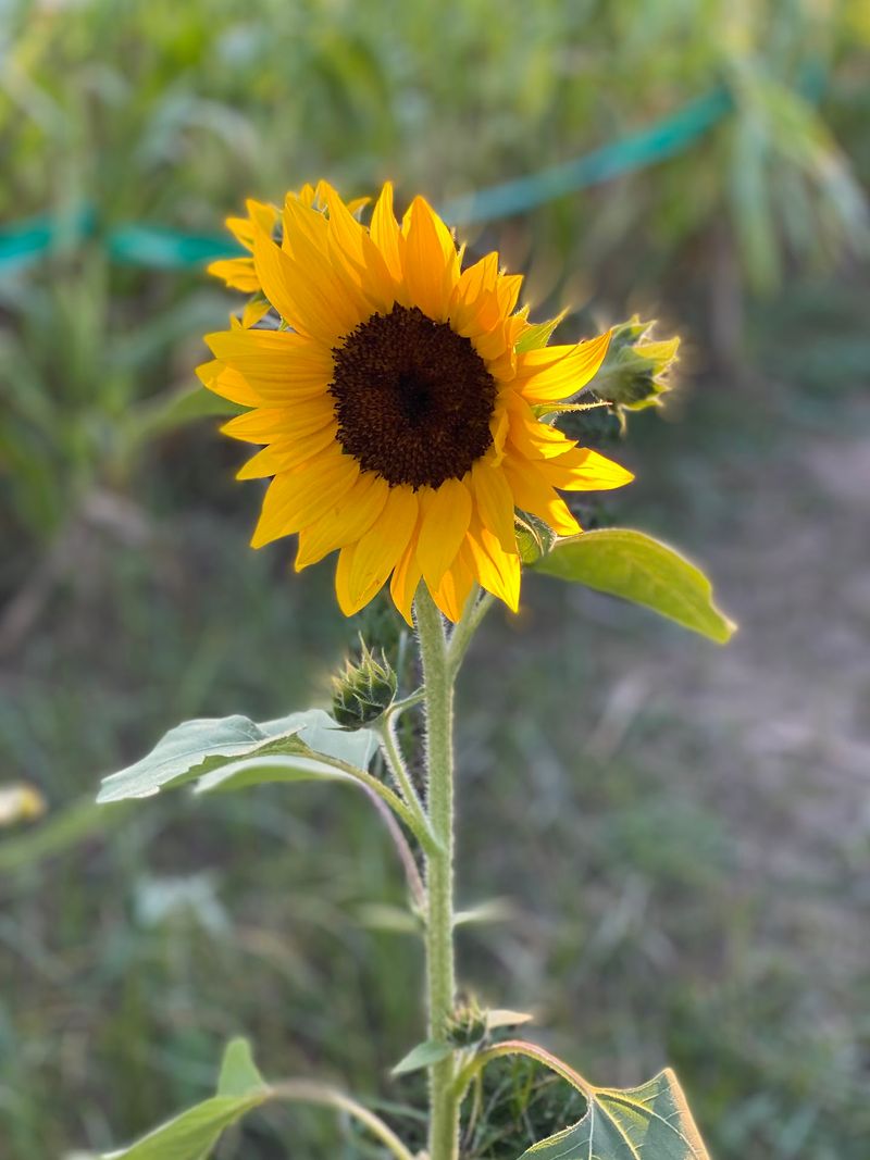 Lone Star Family Farm in Stephenville, Erath County