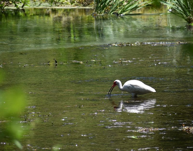 Look for Wildlife Around the Water