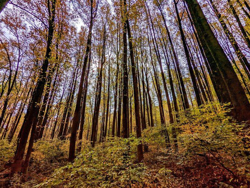 Choose Your Own Trail at White Clay Creek State Park