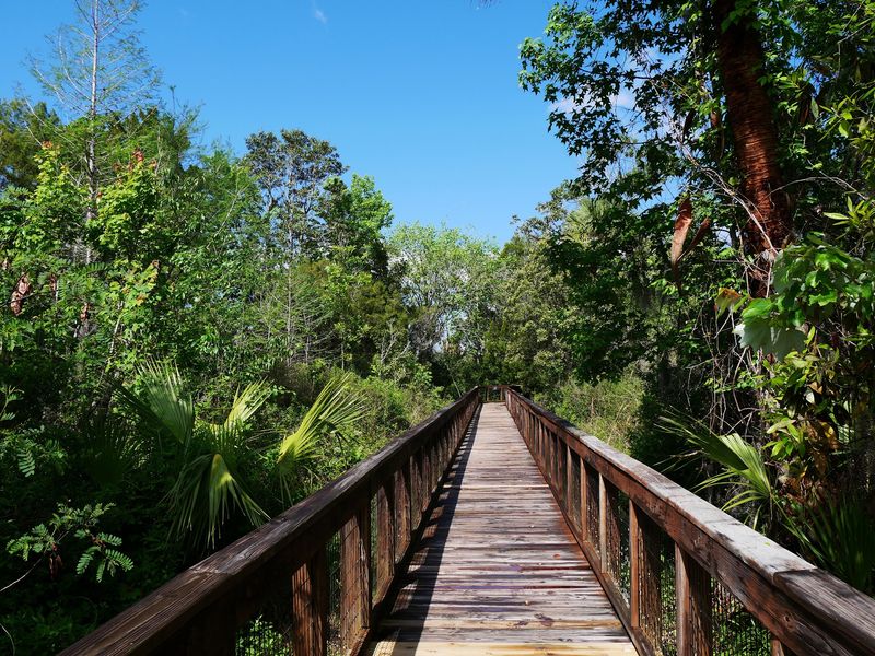 A Boardwalk Built for Manatee Spotting