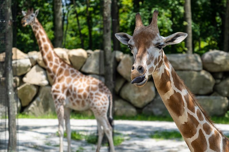 Southwick's Zoo, Mendon, Worcester County
