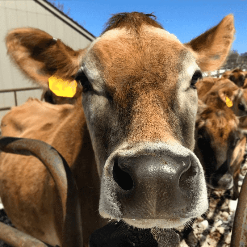 Jersey Cows Make the Magic