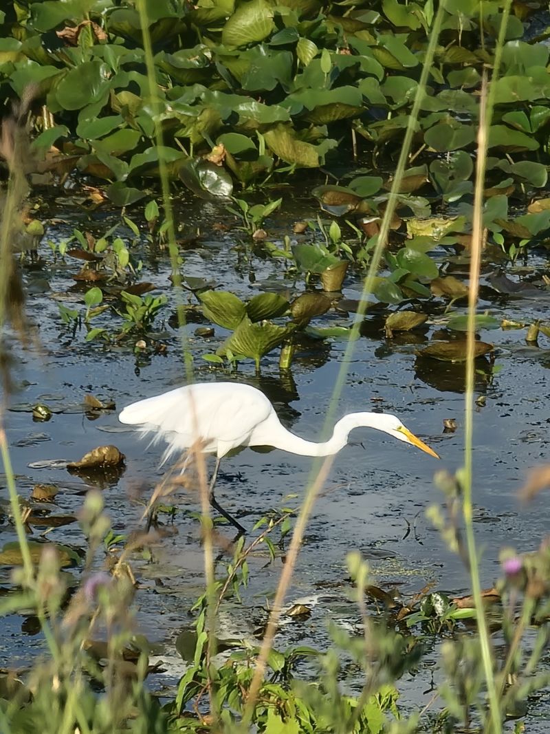 Shiawassee National Wildlife Refuge in Saginaw, Saginaw County