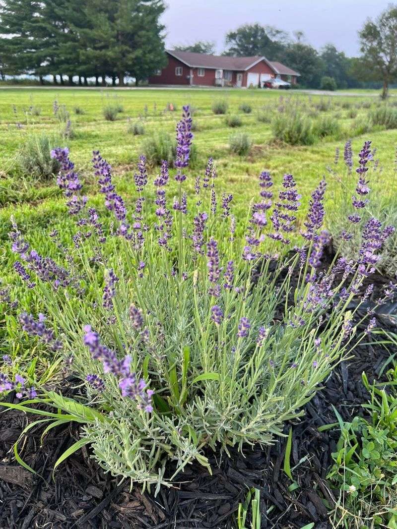 Quakerdale Farms - New Providence