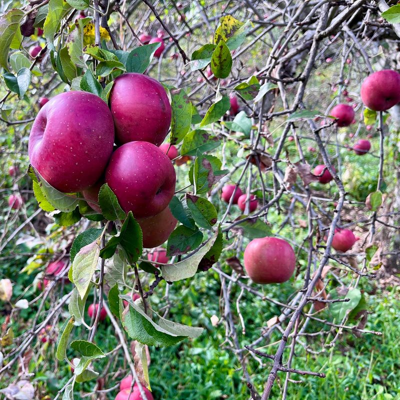 The Orchard at Altapass - Spruce Pine