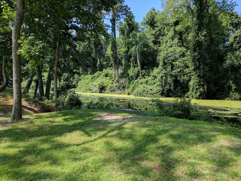 Dismal Swamp State Park - South Mills