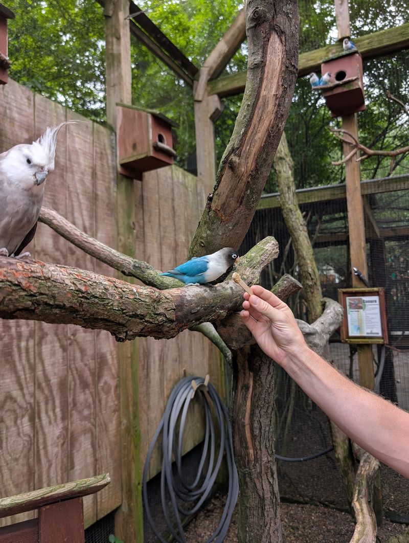 Bird Feeding Adds A Fluttery Burst Of Fun