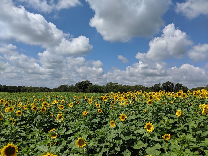 Center Grove Orchard - Cambridge