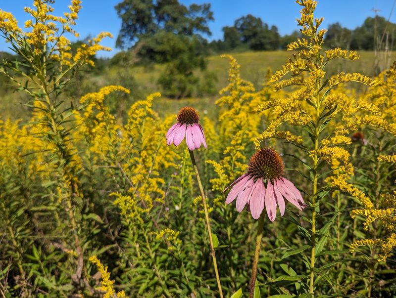 Bernard W. Baker Bird Sanctuary in Bellevue, Eaton County