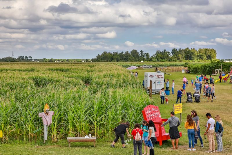 Get Lost In The Seven-Acre Corn Maze