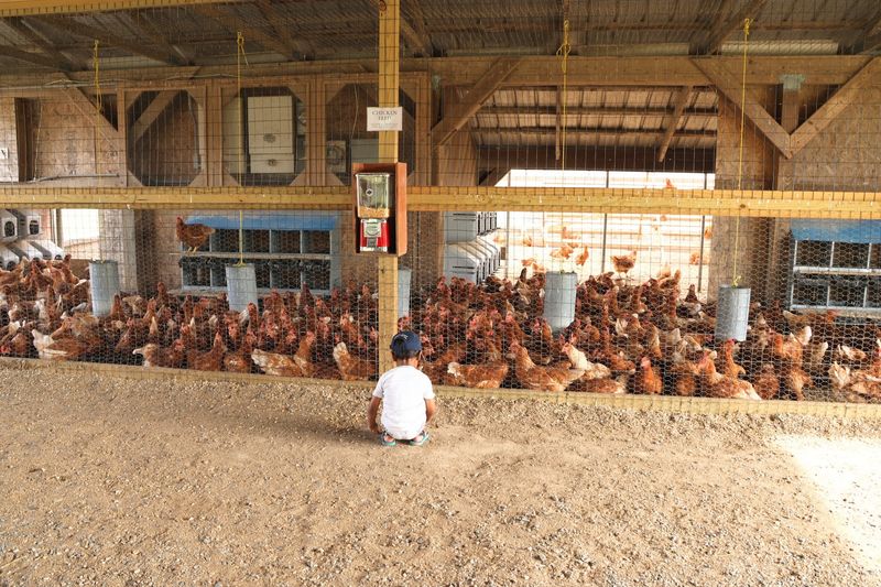 Let Kids Explore the Barnyard and Play Areas