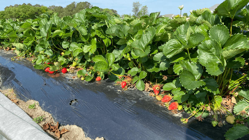 Strawberry Fields That Dreams Are Made Of