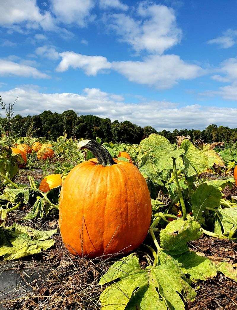 Turn An Orchard Visit Into A Full Fall Day
