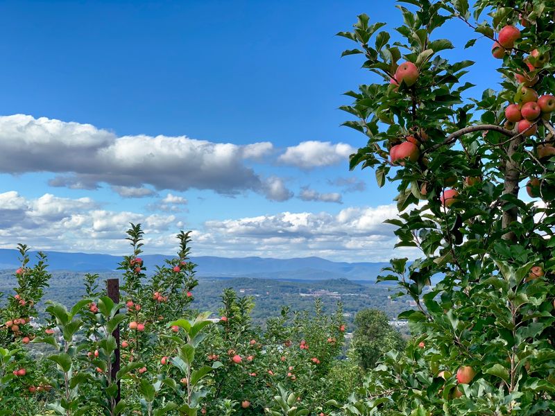 Enjoy the Mountain Views While You Pick