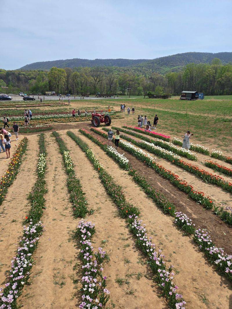 Wander Through the Seasonal Flower Fields