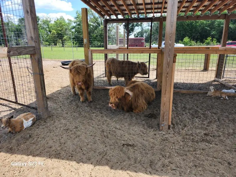 Meet Scottish Highland Mini Cows, Alpacas, Goats, and Sheep