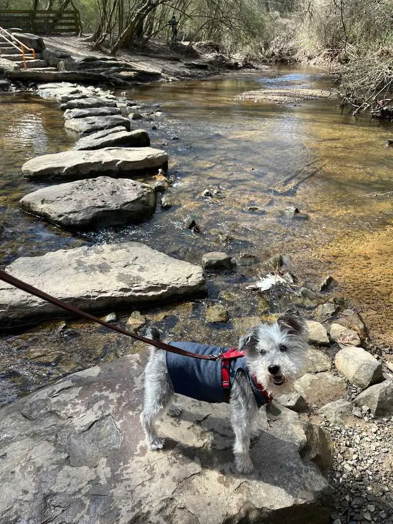 Mason Mill Dog Park, Decatur, DeKalb County