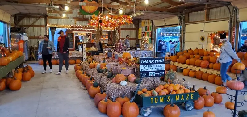 Tom's Maze and Pumpkin Farm in Germantown