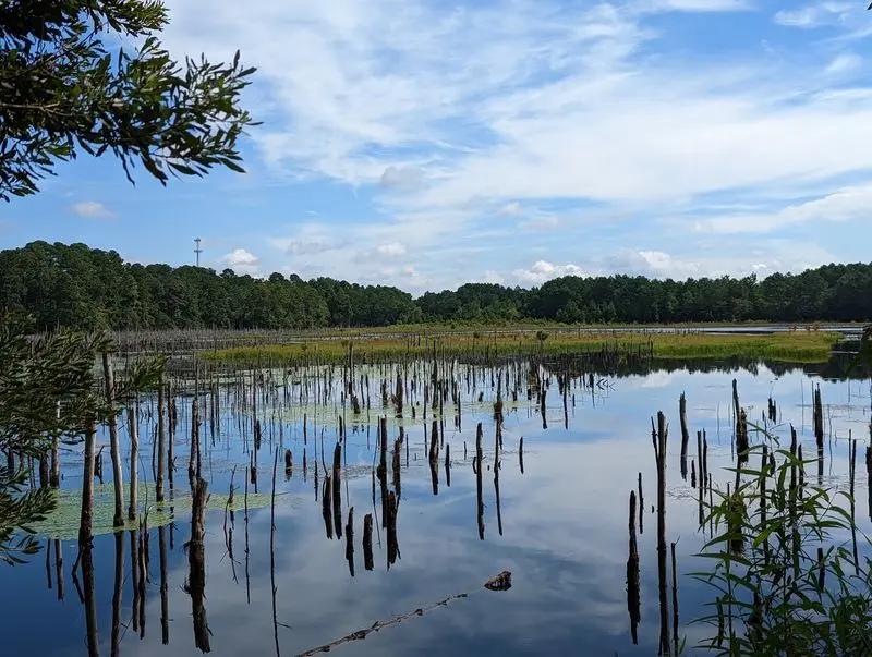 Blackwater Trails: Waccamaw National Wildlife Refuge in Conway, Horry County