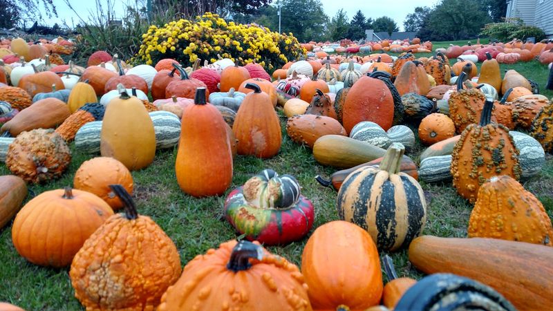 Polly's Pumpkin Patch - Chilton
