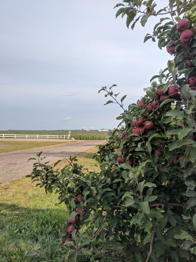 Steffens Orchards & Market - Sparta