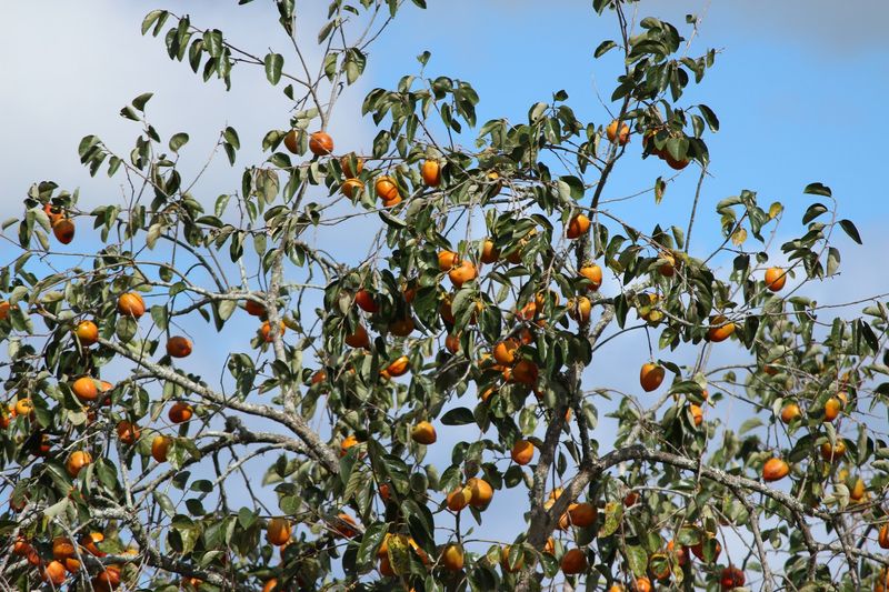Perfect Persimmons - Monticello