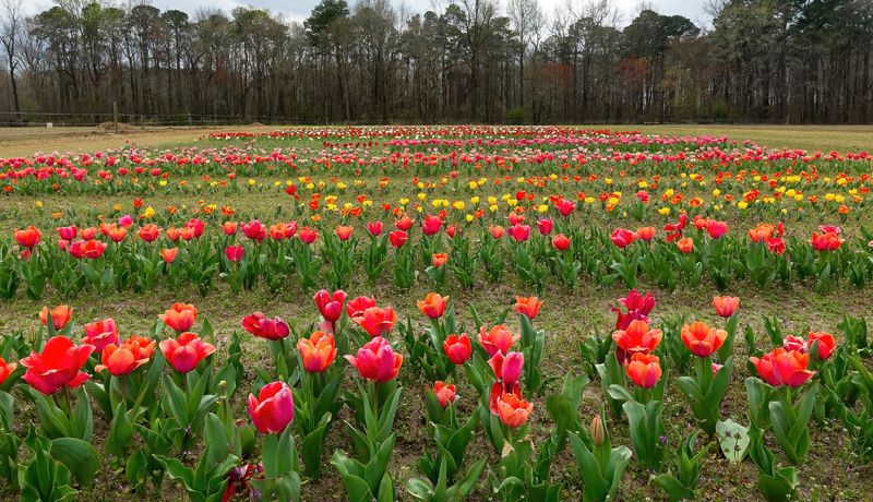 Raising Grayce Farm - Greenville