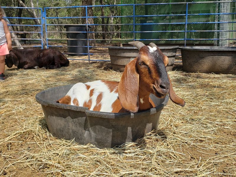 Owl Creek Farm - San Antonio