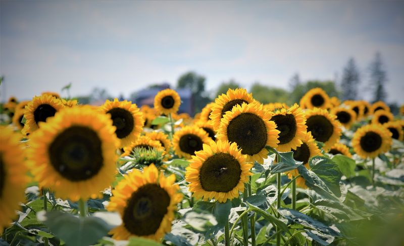 Colony Acres Family Farm - North Liberty