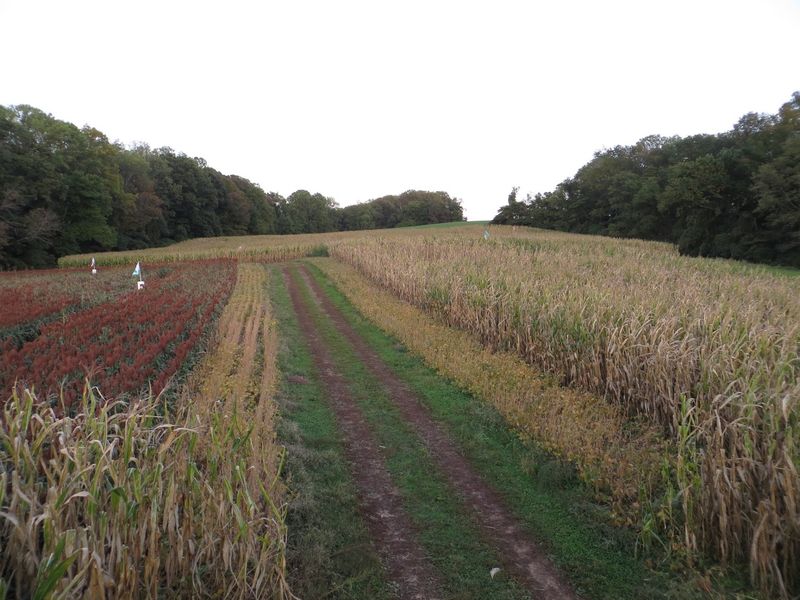 Corn Maze Challenges Add a Little Friendly Confusion