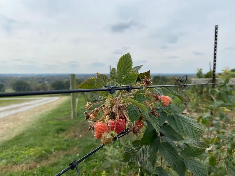 Rittman Orchards - Doylestown