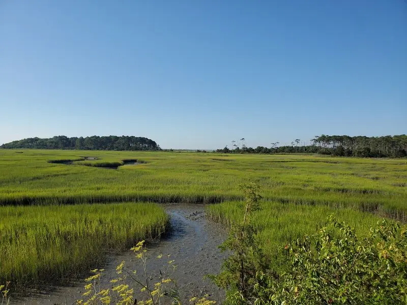 Migration Magic At The Bay Mouth - Eastern Shore of Virginia National Wildlife Refuge in Kiptopeke, Northampton County