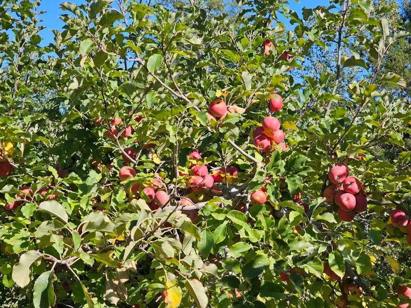 Red Apple Barn: Fun After the Harvest